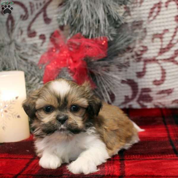 Rose, Shih Tzu Puppy