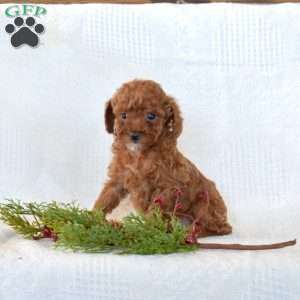 Rose, Toy Poodle Puppy