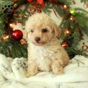 Rose, Toy Poodle Puppy
