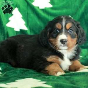 Rose, Miniature Bernese Mountain Dog Puppy