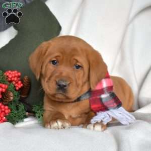 Rose, Fox Red Labrador Retriever Puppy