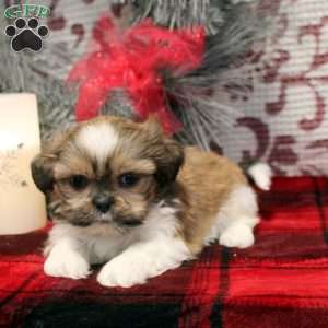 Rose, Shih Tzu Puppy