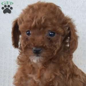 Rose, Toy Poodle Puppy