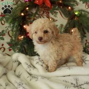 Rose, Toy Poodle Puppy