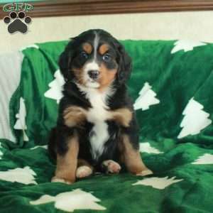 Rose, Miniature Bernese Mountain Dog Puppy