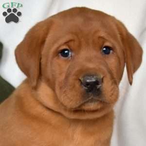 Rose, Fox Red Labrador Retriever Puppy