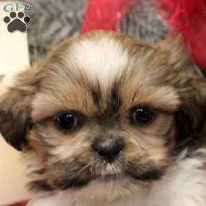 Rose, Shih Tzu Puppy