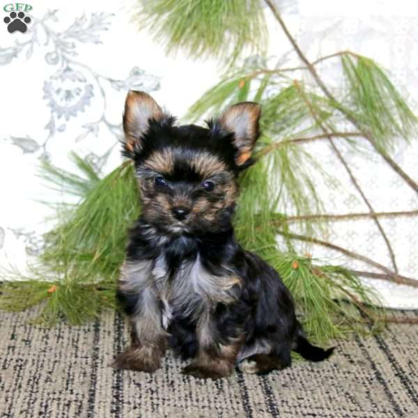Rosebud, Yorkie Puppy