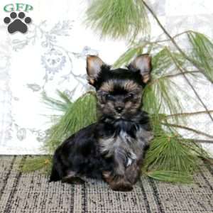 Rosebud, Yorkie Puppy