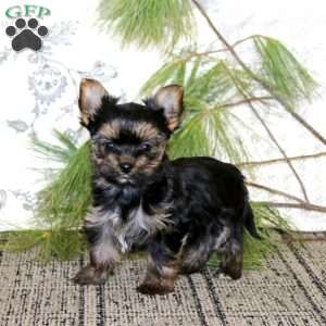 Rosebud, Yorkie Puppy