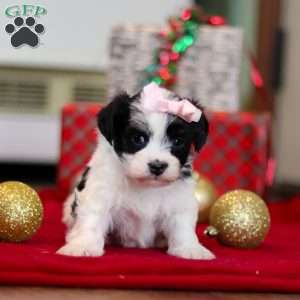 Rosie, Havanese Puppy