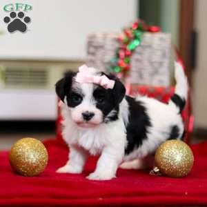 Rosie, Havanese Puppy