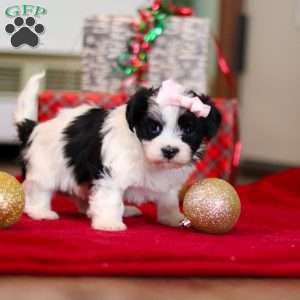 Rosie, Havanese Puppy