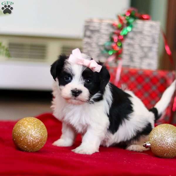 Rosie, Havanese Puppy