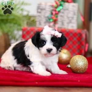 Rosie, Havanese Puppy