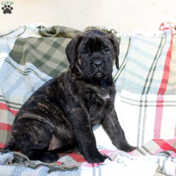 Rosie, English Mastiff Puppy