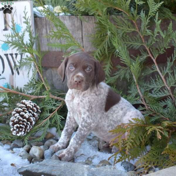 Rosie, German Shorthaired Pointer Puppy