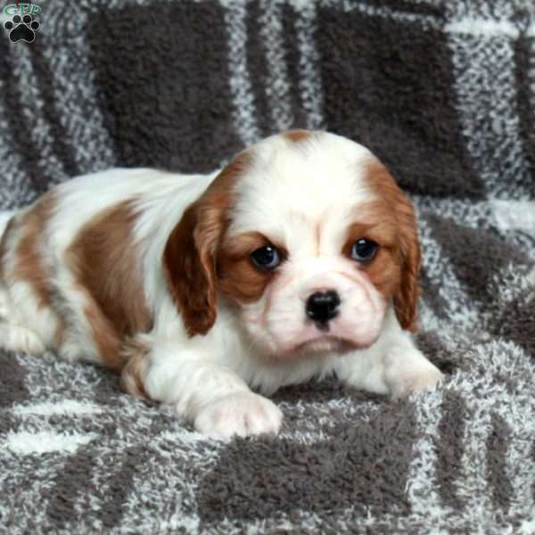 Rosie, Cavalier King Charles Spaniel Puppy