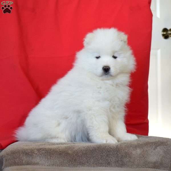 Rosie, Samoyed Puppy