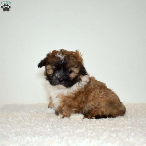 Rosie, Shih Tzu Mix Puppy