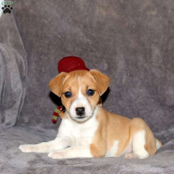 Rosie, Jack Russell Terrier Puppy
