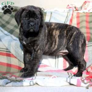Rosie, English Mastiff Puppy