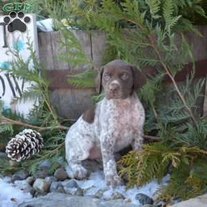 Rosie, German Shorthaired Pointer Puppy