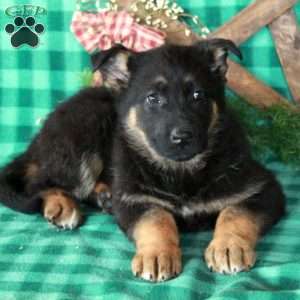 Rosie, German Shepherd Mix Puppy