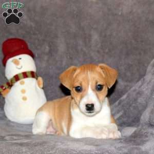 Rosie, Jack Russell Terrier Puppy