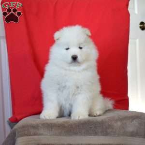 Rosie, Samoyed Puppy