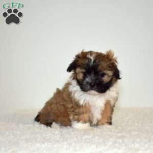 Rosie, Shih Tzu Mix Puppy