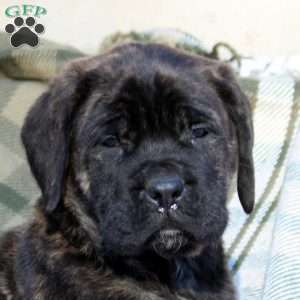 Rosie, English Mastiff Puppy