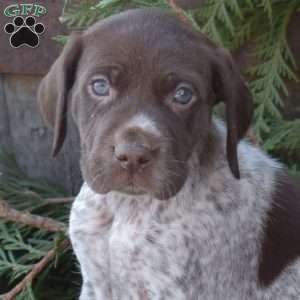 Rosie, German Shorthaired Pointer Puppy