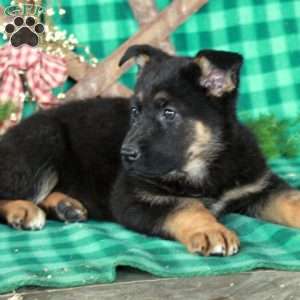 Rosie, German Shepherd Mix Puppy