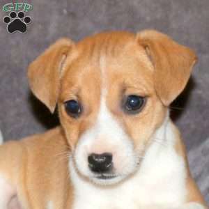 Rosie, Jack Russell Terrier Puppy