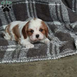 Rosie, Cavalier King Charles Spaniel Puppy