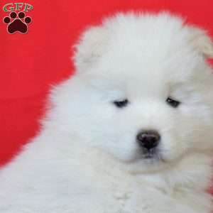 Rosie, Samoyed Puppy