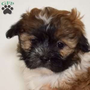 Rosie, Shih Tzu Mix Puppy
