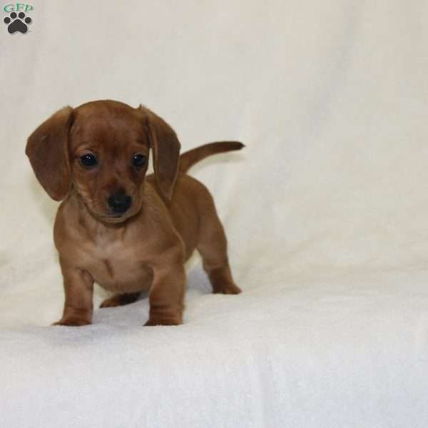 Rosie, Dachshund Puppy