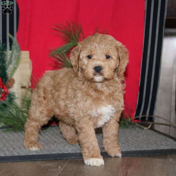 Ross, Cockapoo Puppy