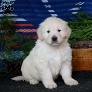 Ross, English Cream Golden Retriever Puppy