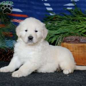 Ross, English Cream Golden Retriever Puppy