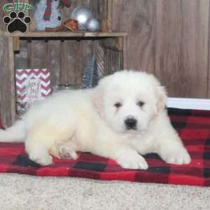 Rover, Great Pyrenees Puppy