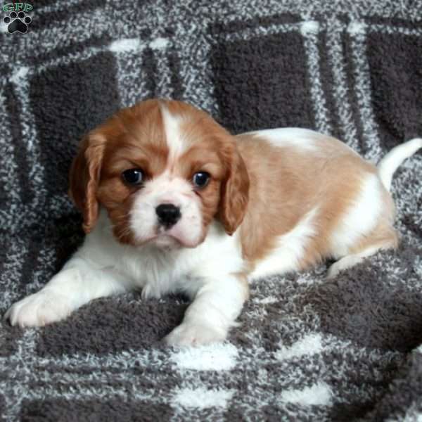 Rover, Cavalier King Charles Spaniel Puppy
