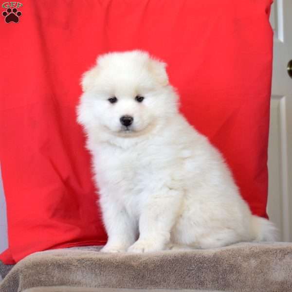 Rover, Samoyed Puppy