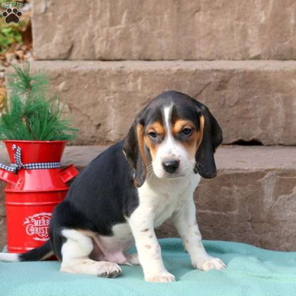 Rover, Beagle Puppy