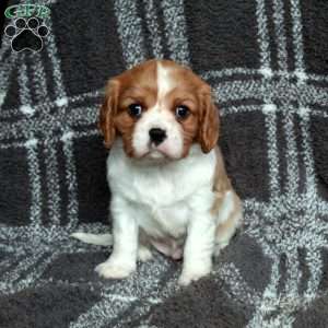 Rover, Cavalier King Charles Spaniel Puppy