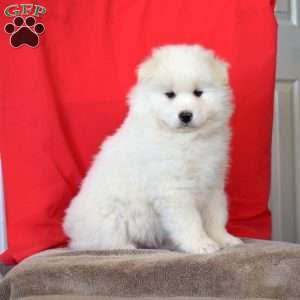 Rover, Samoyed Puppy