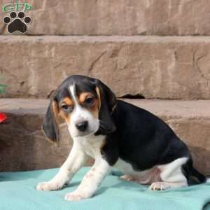 Rover, Beagle Puppy