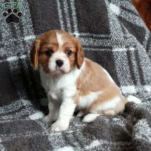 Rover, Cavalier King Charles Spaniel Puppy